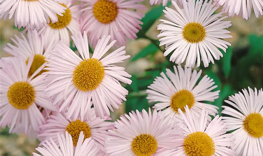 Erigeron peregrinus