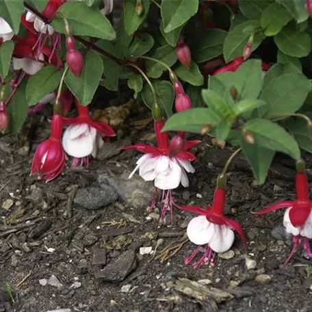 Fuchsie 'Snowcap'