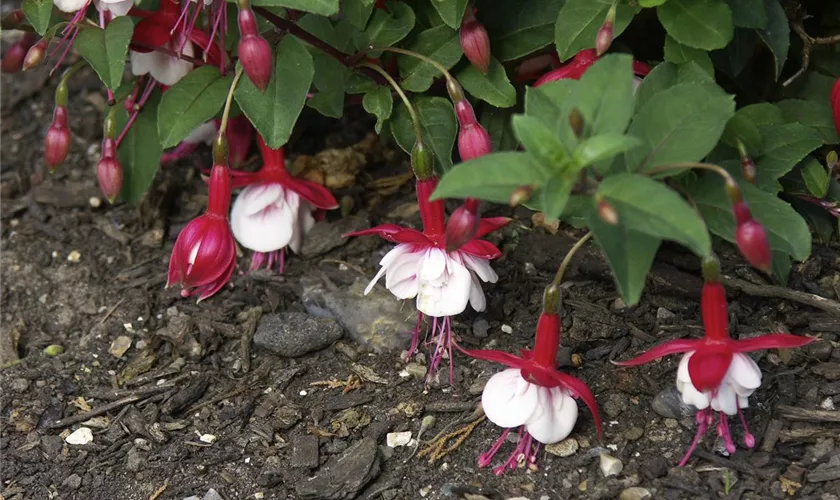 Fuchsia 'Snowcap'