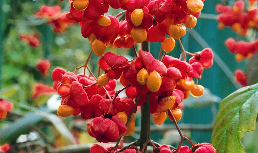 Pfaffenhütchen 'Red Cascade'