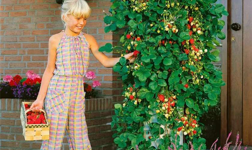 Fragaria x ananassa 'Klettererdbeere'