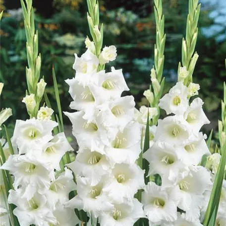 Gladiolus x colvillei 'Albus'