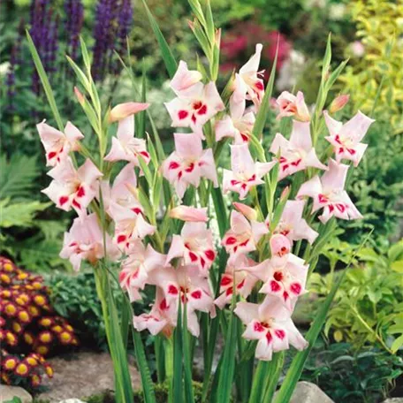 Gladiolus x colvillei 'Elvira'