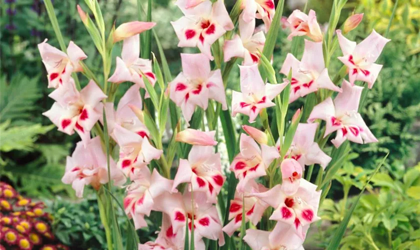 Zwerg-Gladiole 'Elvira'