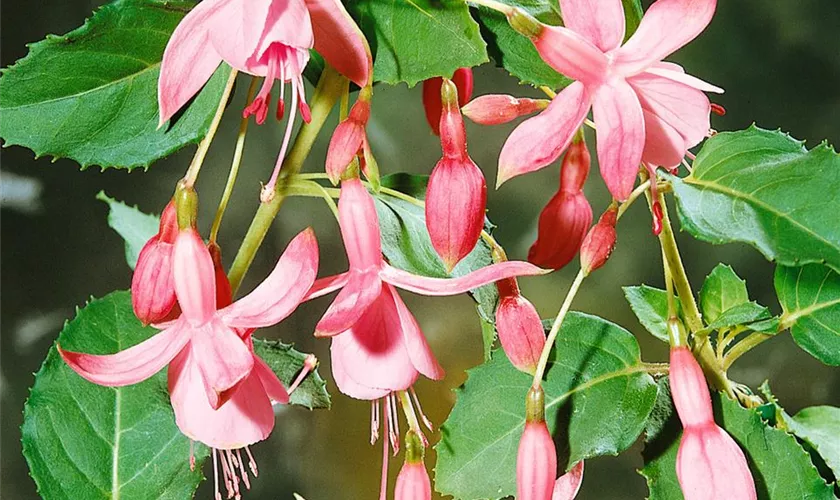 Fuchsia 'Swingtime'