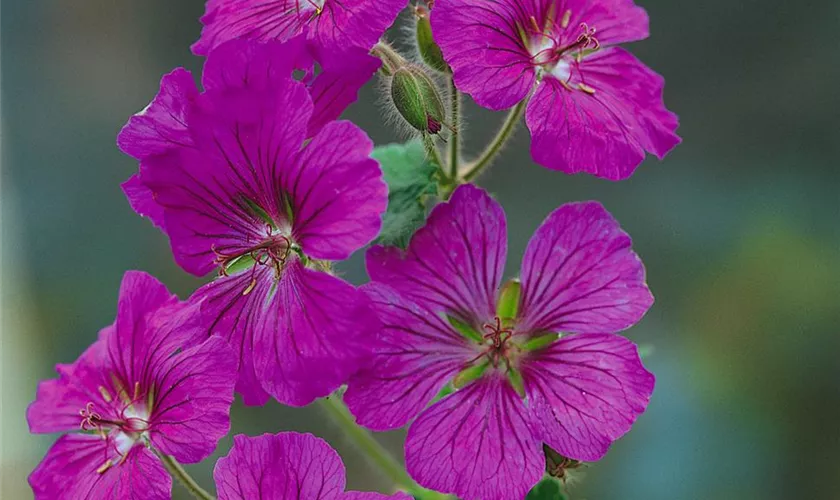 Prächtiger Garten-Stochschnabel 'Roseum'