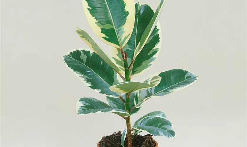 Ficus elastica 'Petite Tineke'