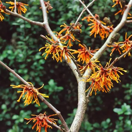 Hamamelis x intermedia 'Aphrodite'