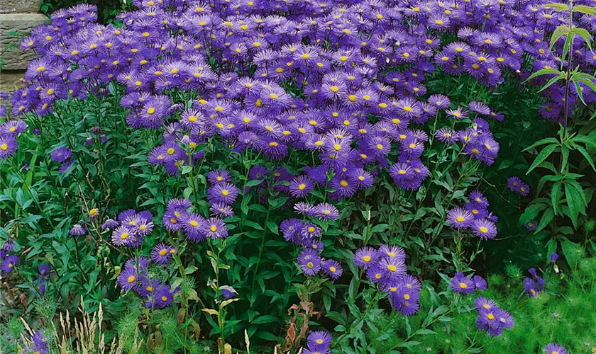 Erigeron speciosus 'Blue Star'