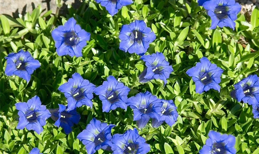 Gentiana dahurica