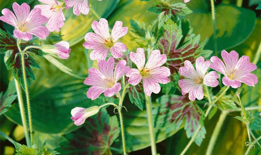 Oxford-Garten-Storchschnabel 'Rebecca Moss'