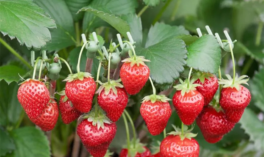 Fragaria x ananassa 'Thuchief'