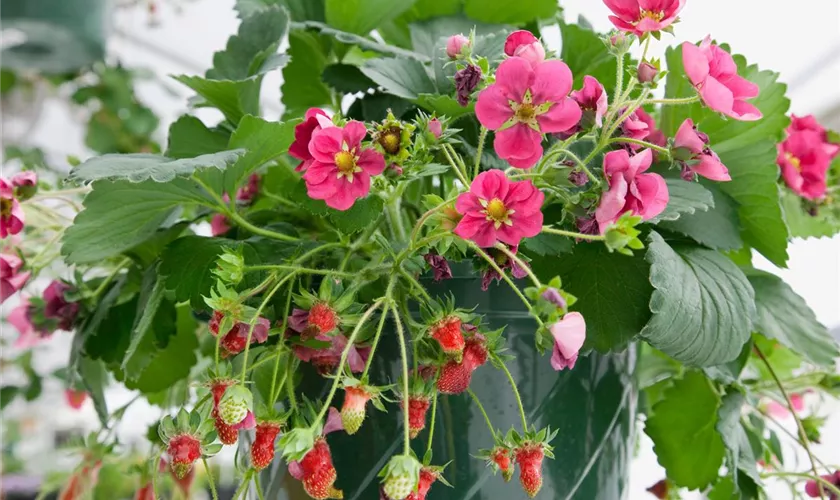 Fragaria x ananassa 'Merosa'