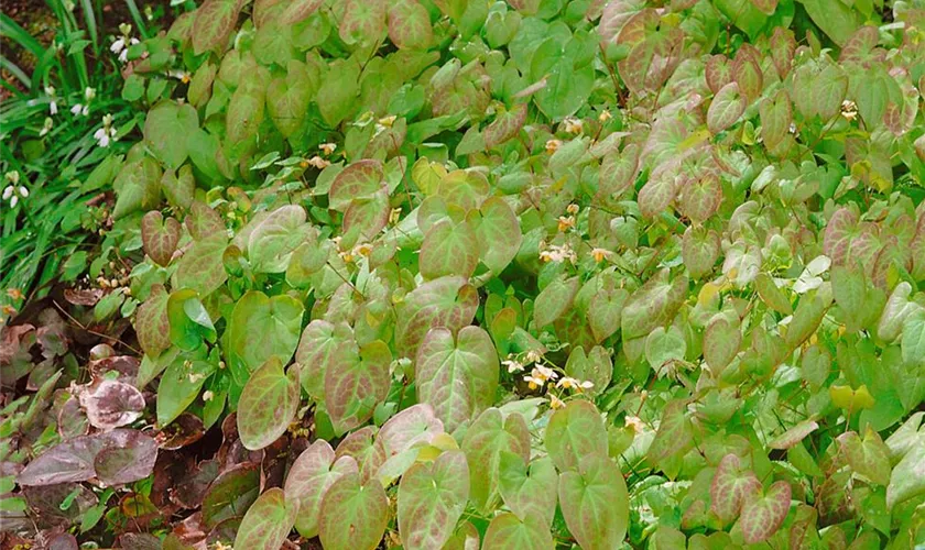 Schwefelgelbe Garten-Elfenblume 'Sulphureum'