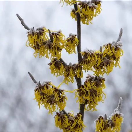 Hamamelis x intermedia 'Barmstedt´s Gold'