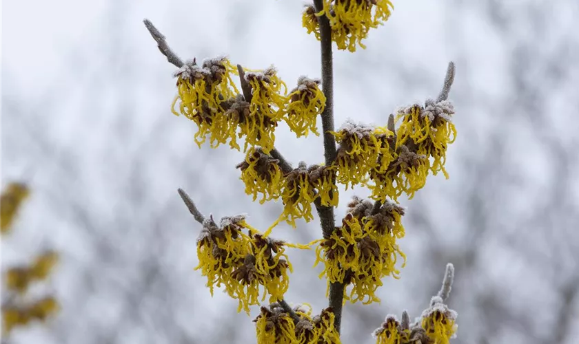 Zaubernuss 'Barmstedt´s Gold'