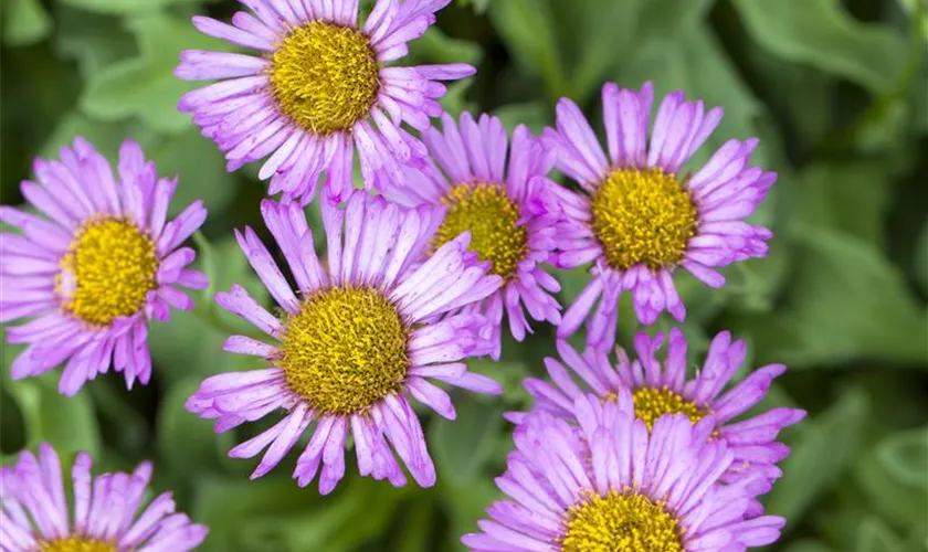 Erigeron speciosus 'Rosa Juwel'