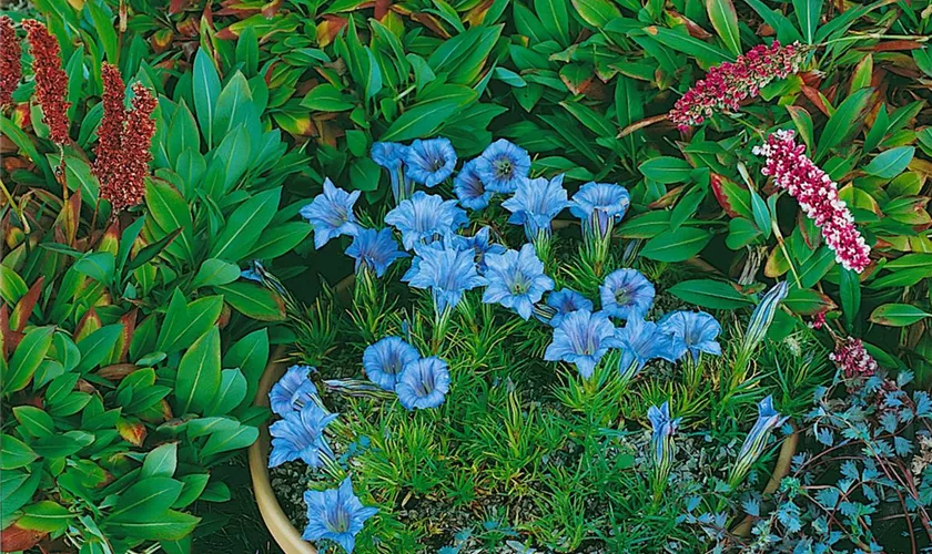 Japan-Enzian 'Blue Magic'