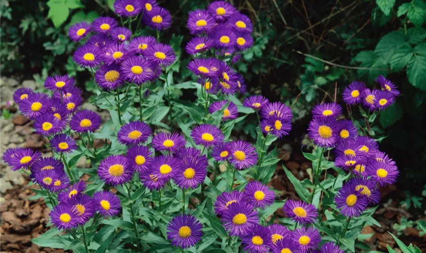 Erigeron 'Wuppertal'