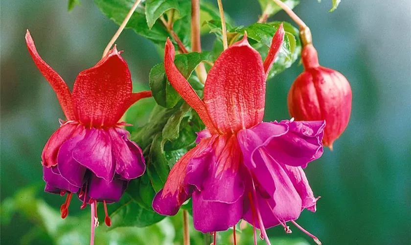 Fuchsia 'Voodoo'