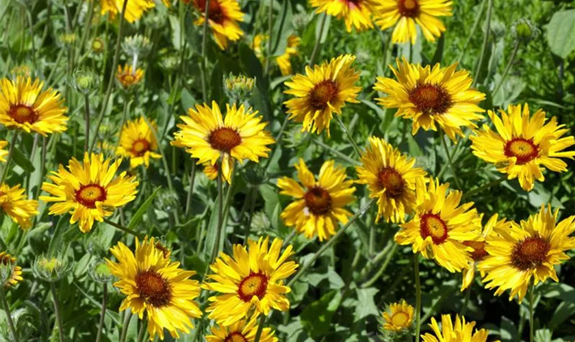 Garten-Kokardenblume 'Amber Wheels'