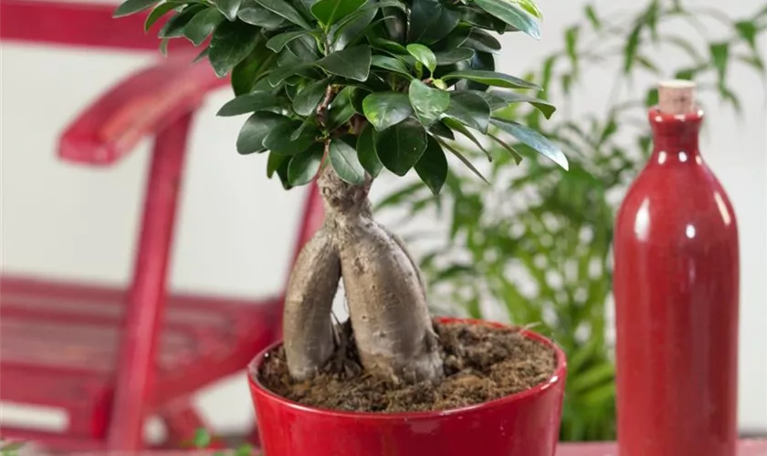 Ficus microcarpa 'Compacta'