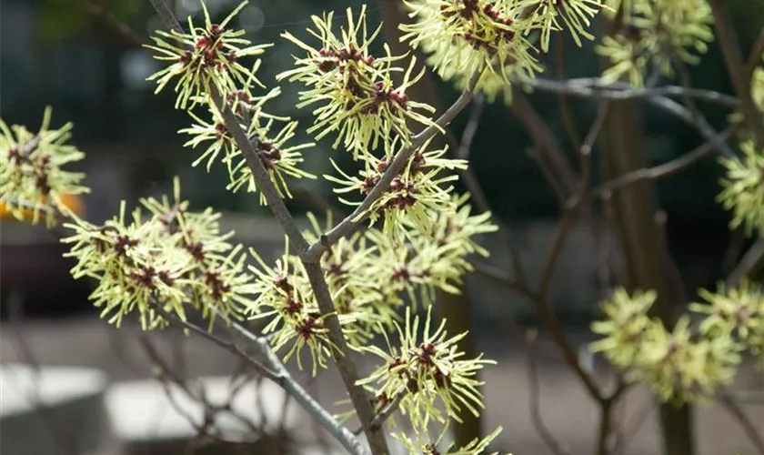 Zaubernuss 'Gimborns Perfume'