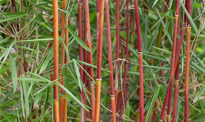 Gartenbambus 'Red Zebra'®(s)