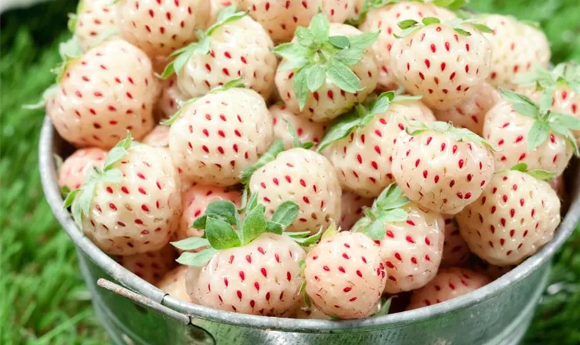 Fragaria x ananassa 'Pineberry'