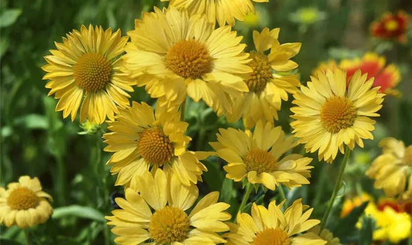 Gaillardia aristata 'Aurea'