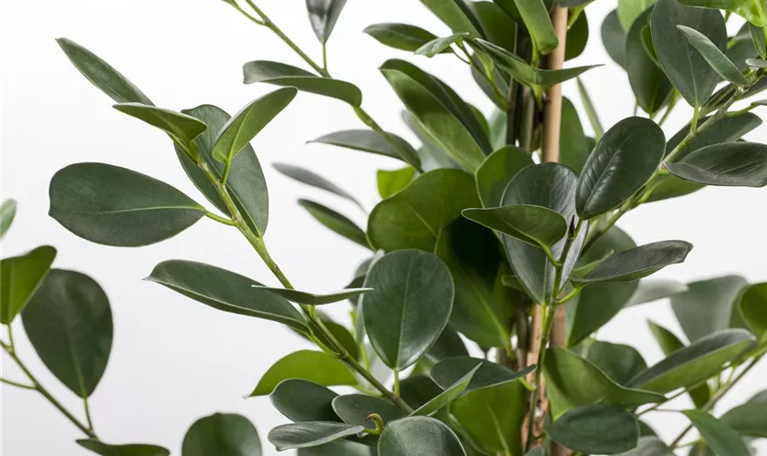 Ficus microcarpa 'Moclame'