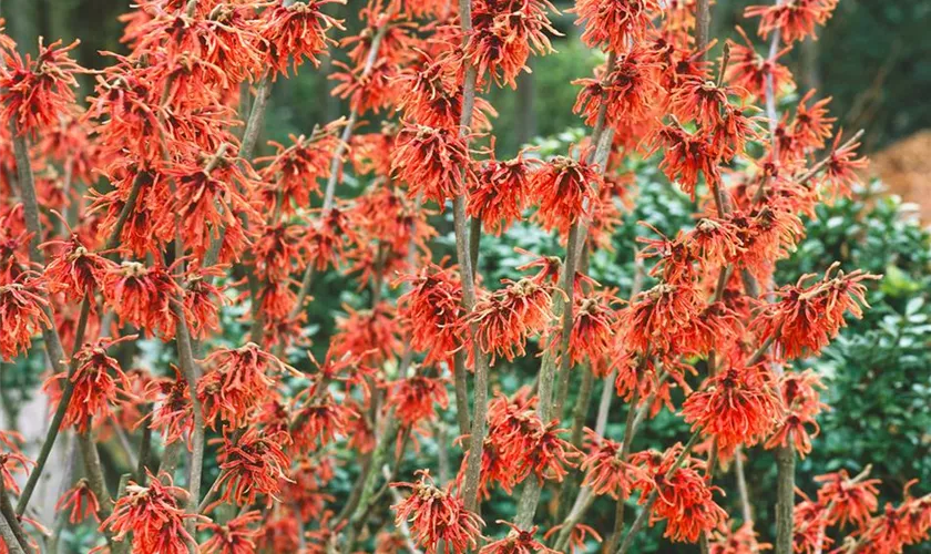 Zaubernuss 'Ruby Glow'