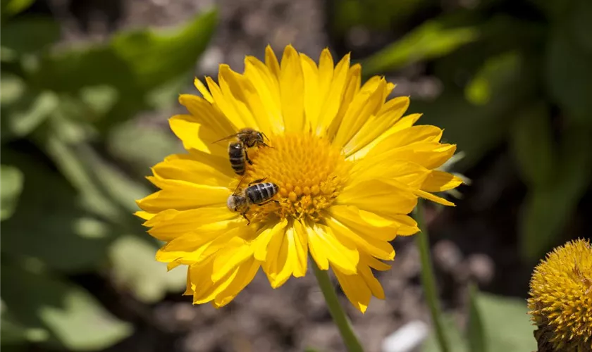 Kokardenblume 'Sunburst Yellow'®