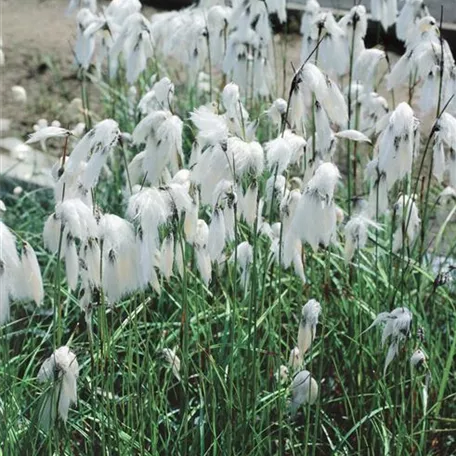 Eriophorum vaginatum