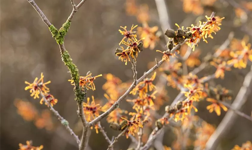 Hamamelis x intermedia, orange