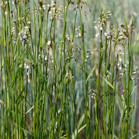 Breitblättriges Wollgras