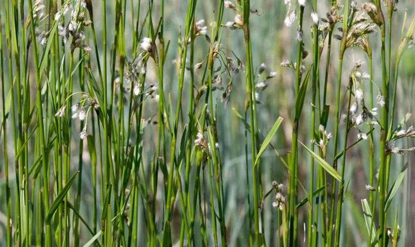 Eriophorum latifolium