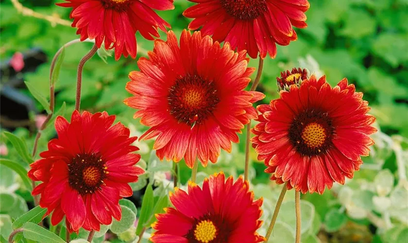 Gaillardia aristata 'Tokajer'