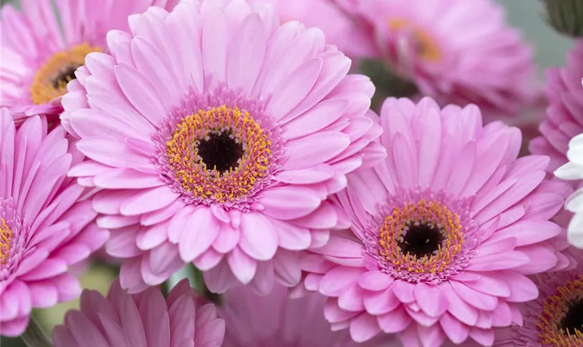 Schnitt-Gerbera 'Brocante'