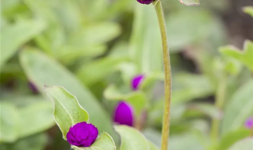 Gomphrena globosa 'Buddy Purple'