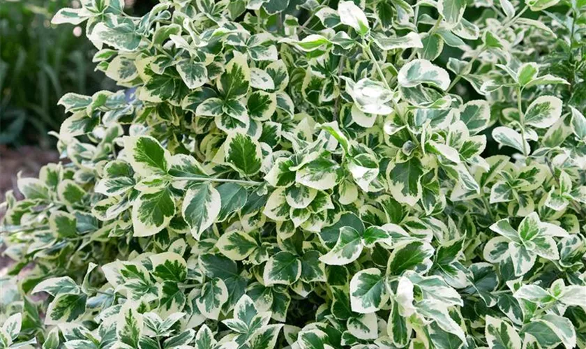 Kriechspindel 'Silverstone'