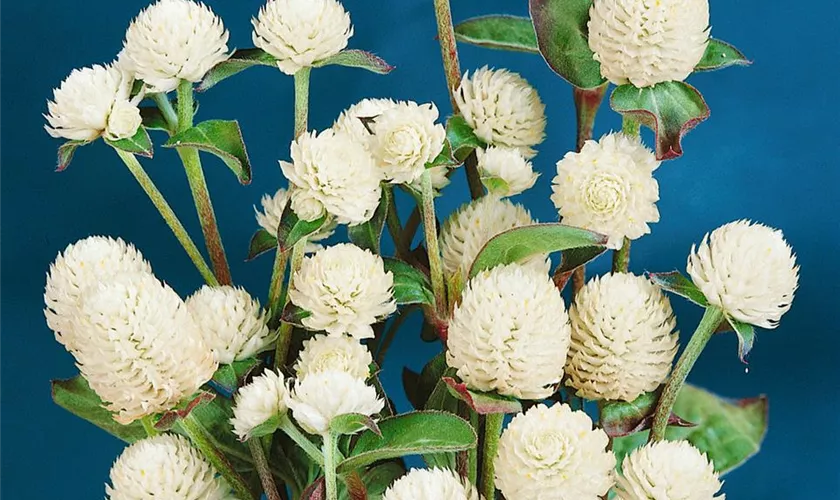 Gomphrena globosa 'Buddy White'