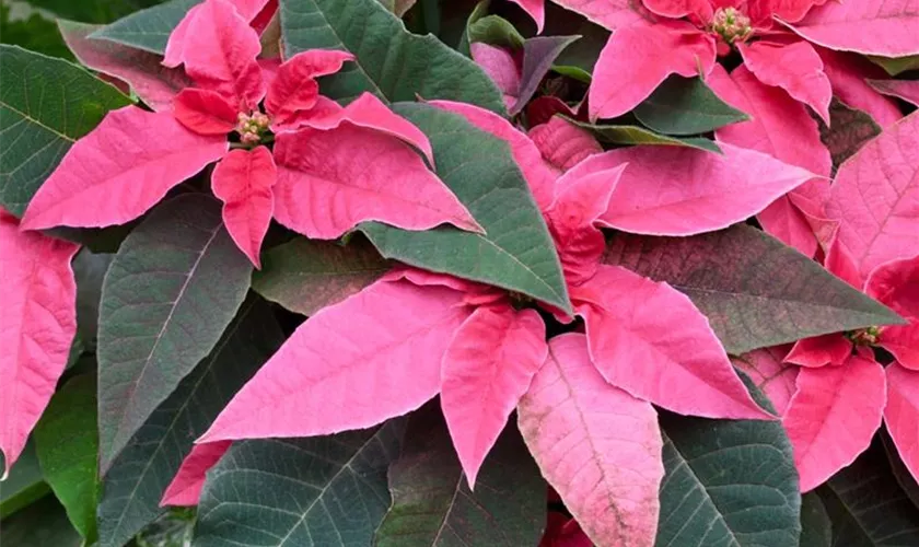 Weihnachtsstern 'Elegance Pink'