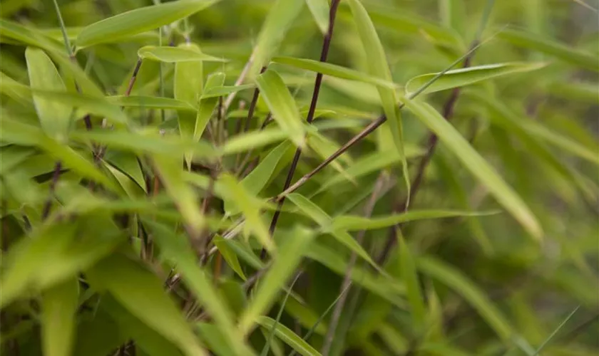 Gartenbambus 'Piccobello'