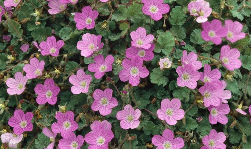 Erodium reichardii