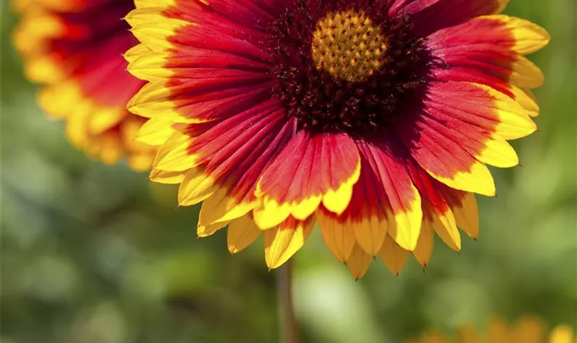 Großblumige Garten-Kokardenblume 'Fackelschein'