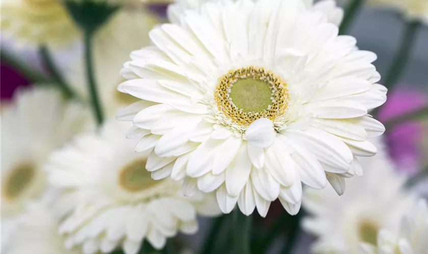 Schnitt-Gerbera 'Terra Icy'