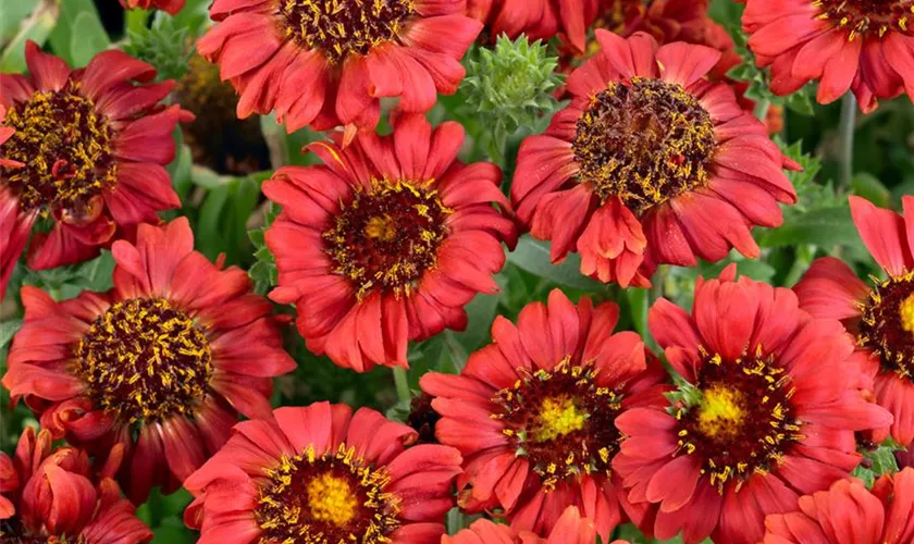 Gaillardia x grandiflora 'Red Sun'