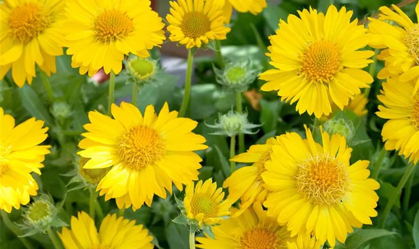 Großblumige Garten-Kokardenblume 'Goldkobold'