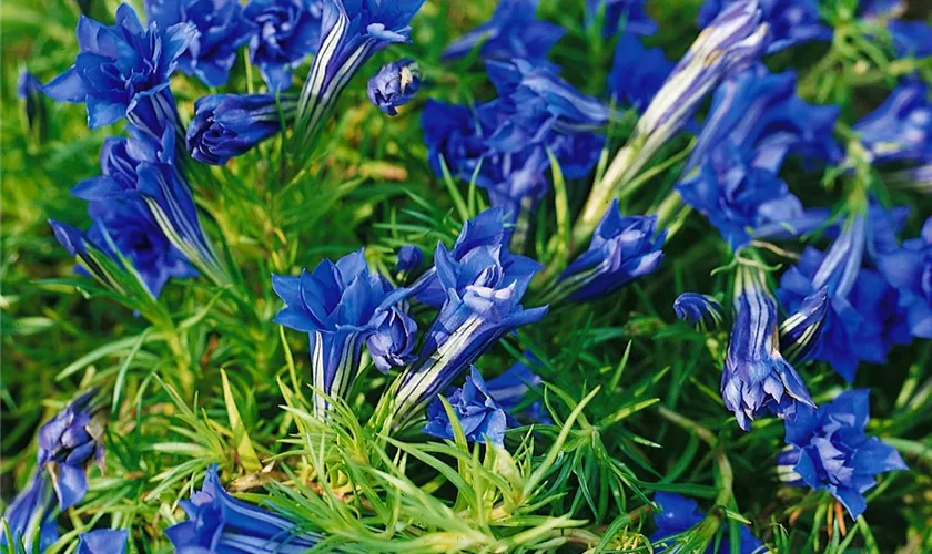 Gentiana sino-ornata 'Oktoberfest'